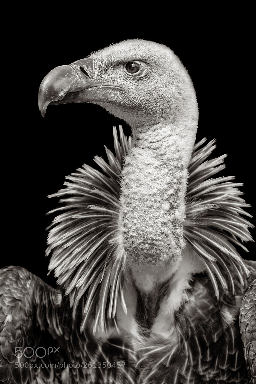 Canon EOS 5D Mark IV sample photo. Ruppells vulture photography