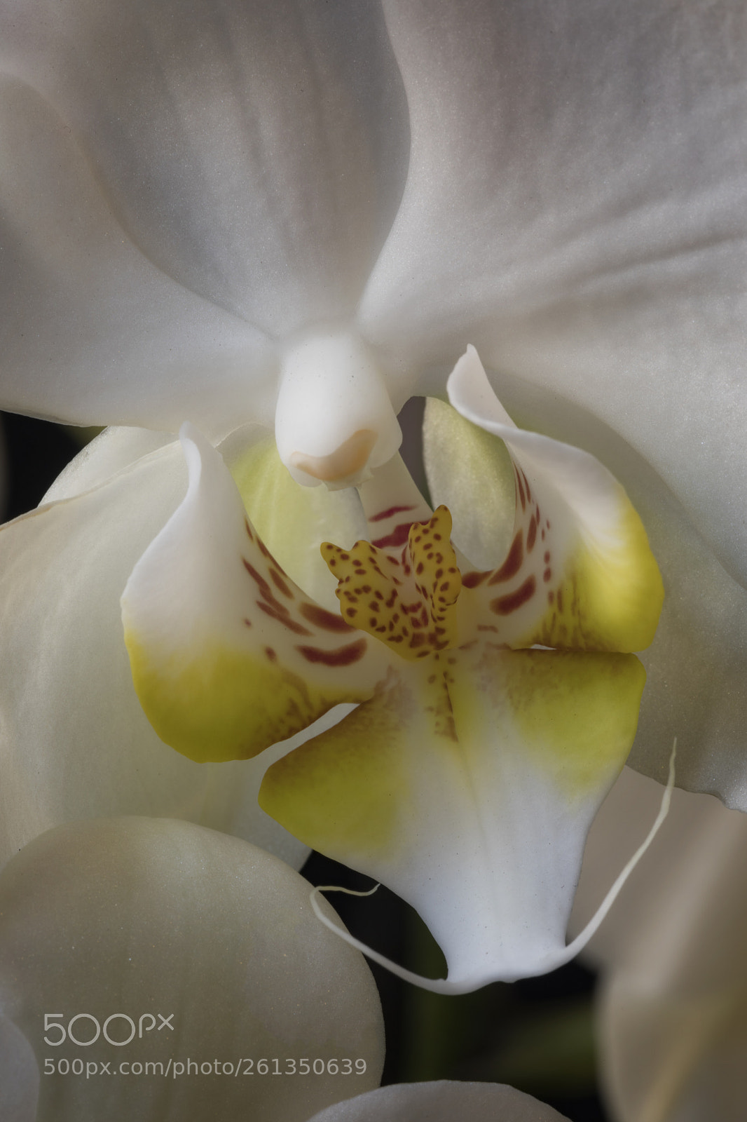 Canon EOS 5D Mark IV sample photo. Orchid macro in color photography