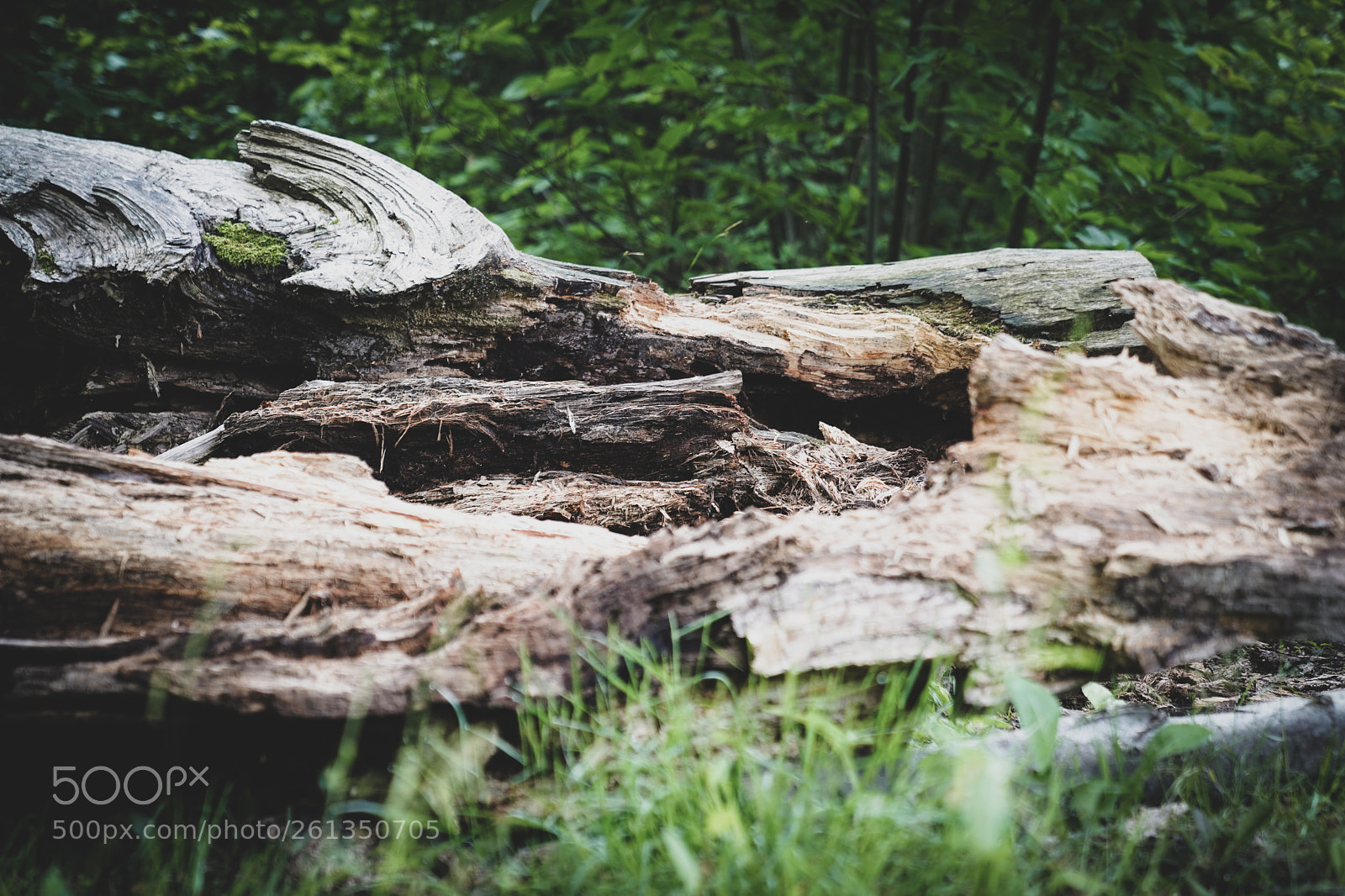 Sony a7 III sample photo. Wood forest photography