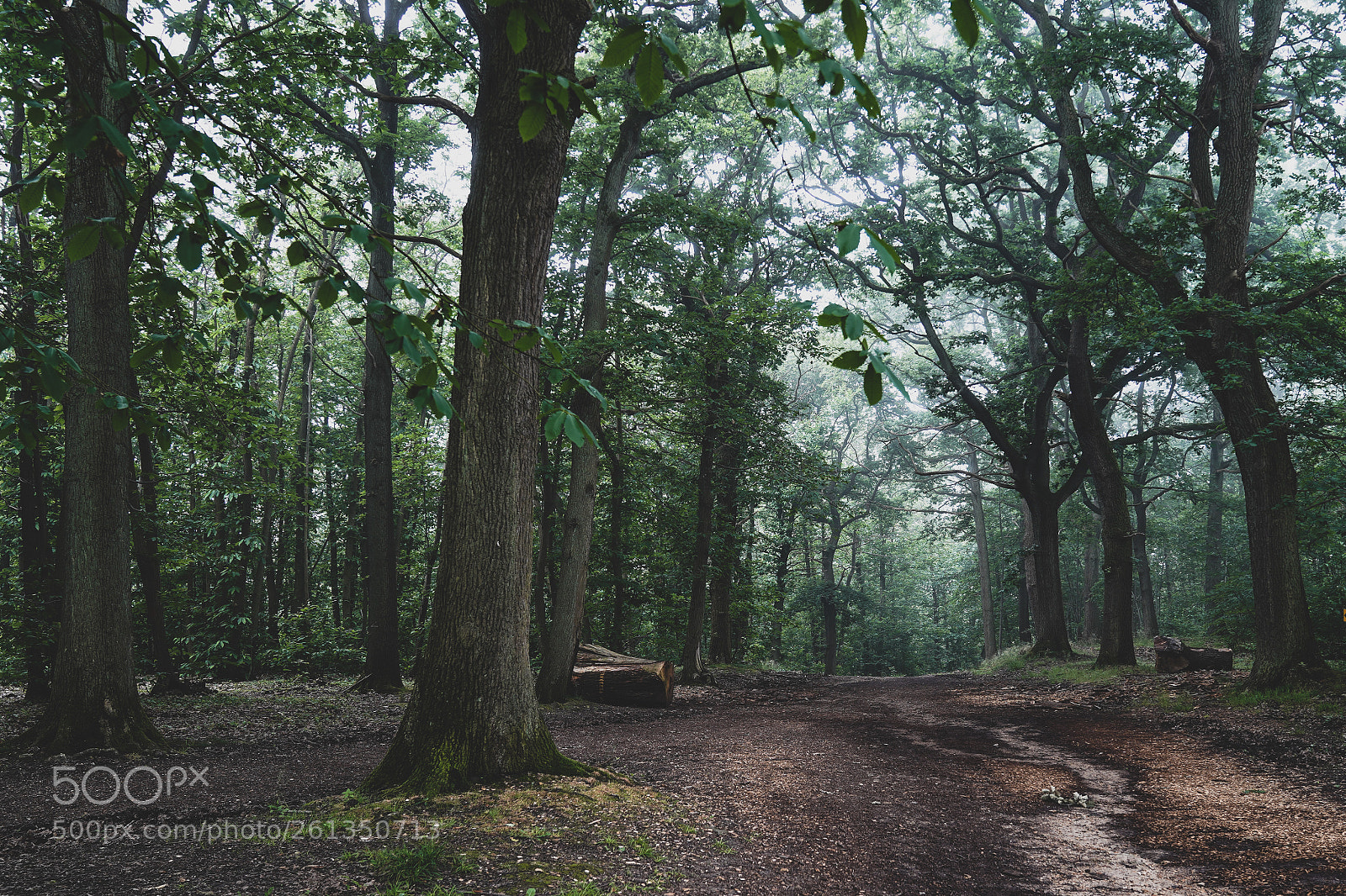 Sony a7 III sample photo. Walk tree photography