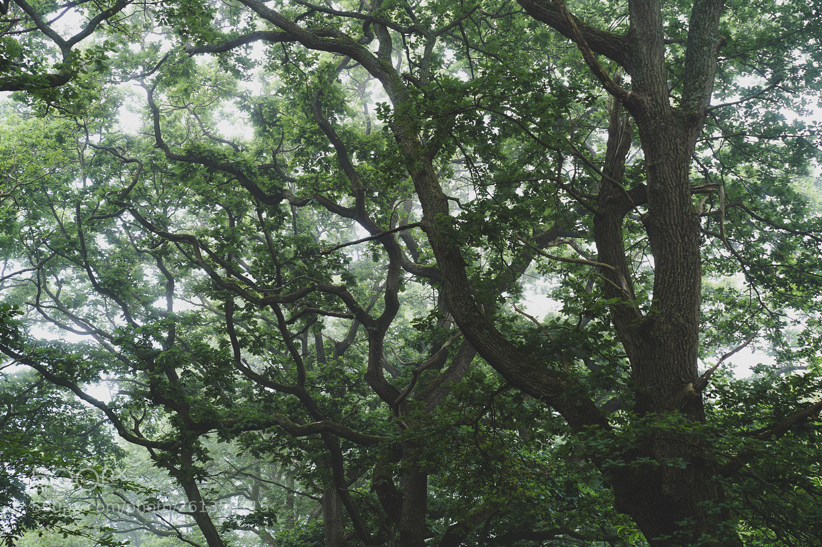 Sony a7 III sample photo. Tree sky photography