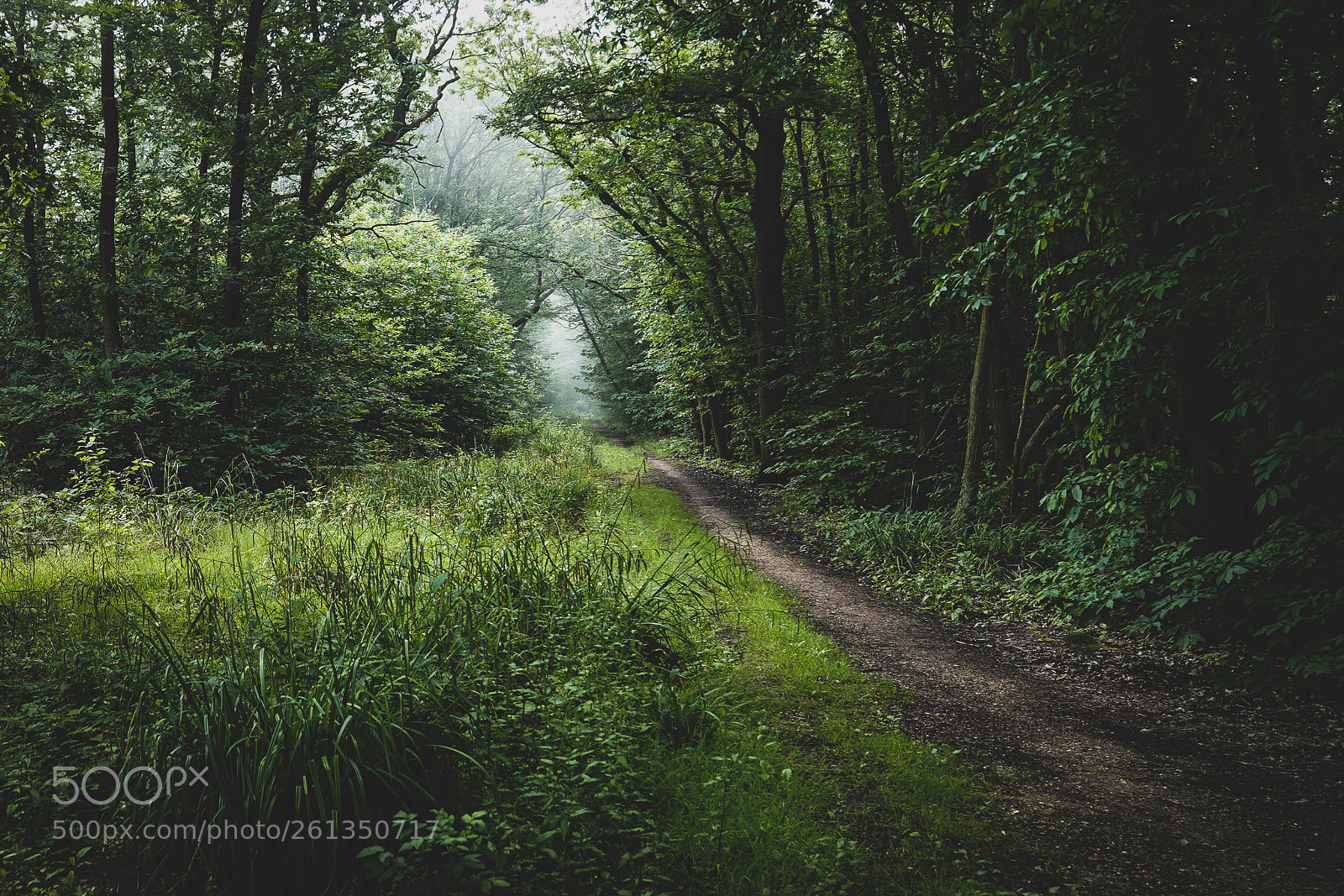 Sony a7 III sample photo. Walk forest photography