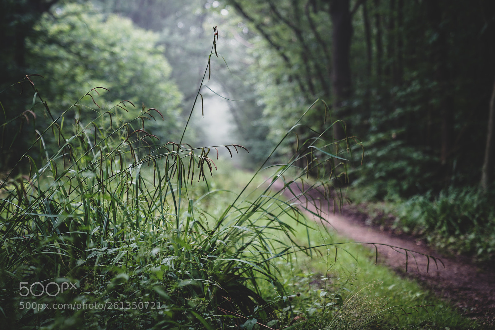 Sony a7 III sample photo. In the forest photography