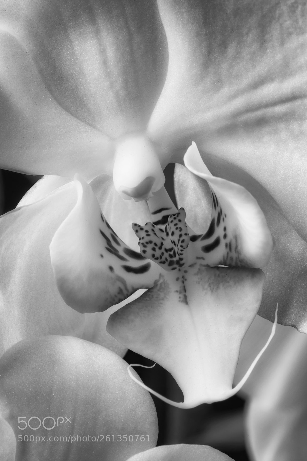 Canon EOS 5D Mark IV sample photo. Orchid macro in b photography