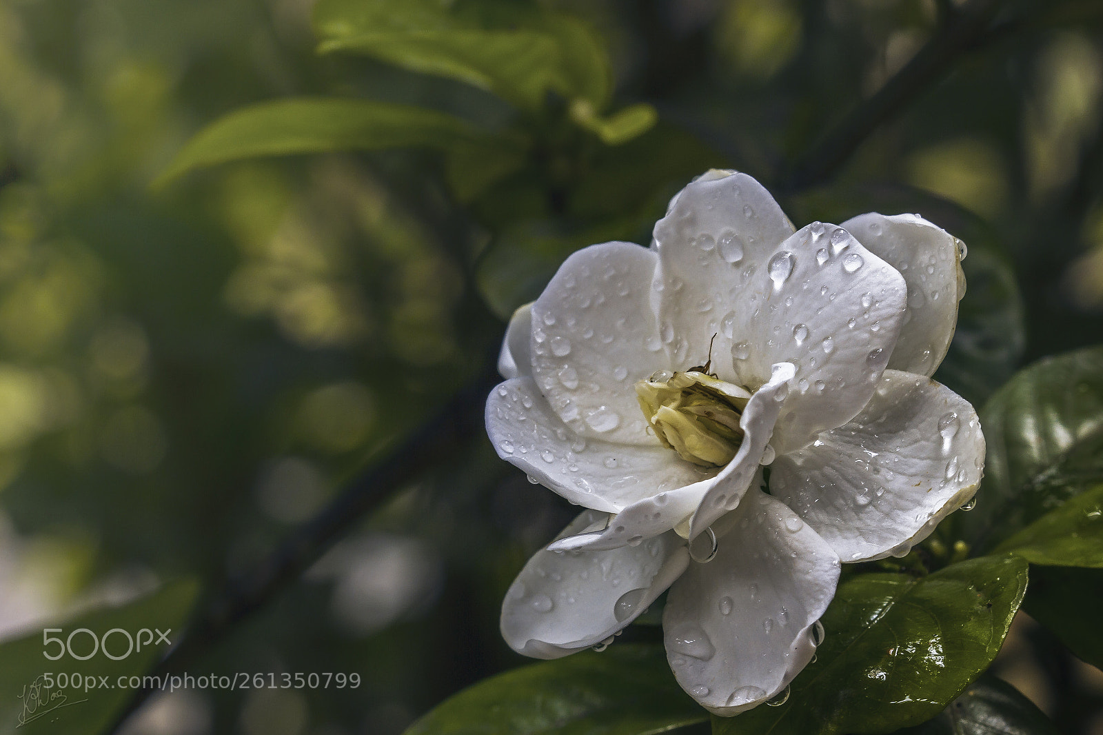 Canon EOS 550D (EOS Rebel T2i / EOS Kiss X4) sample photo. Gardenia photography