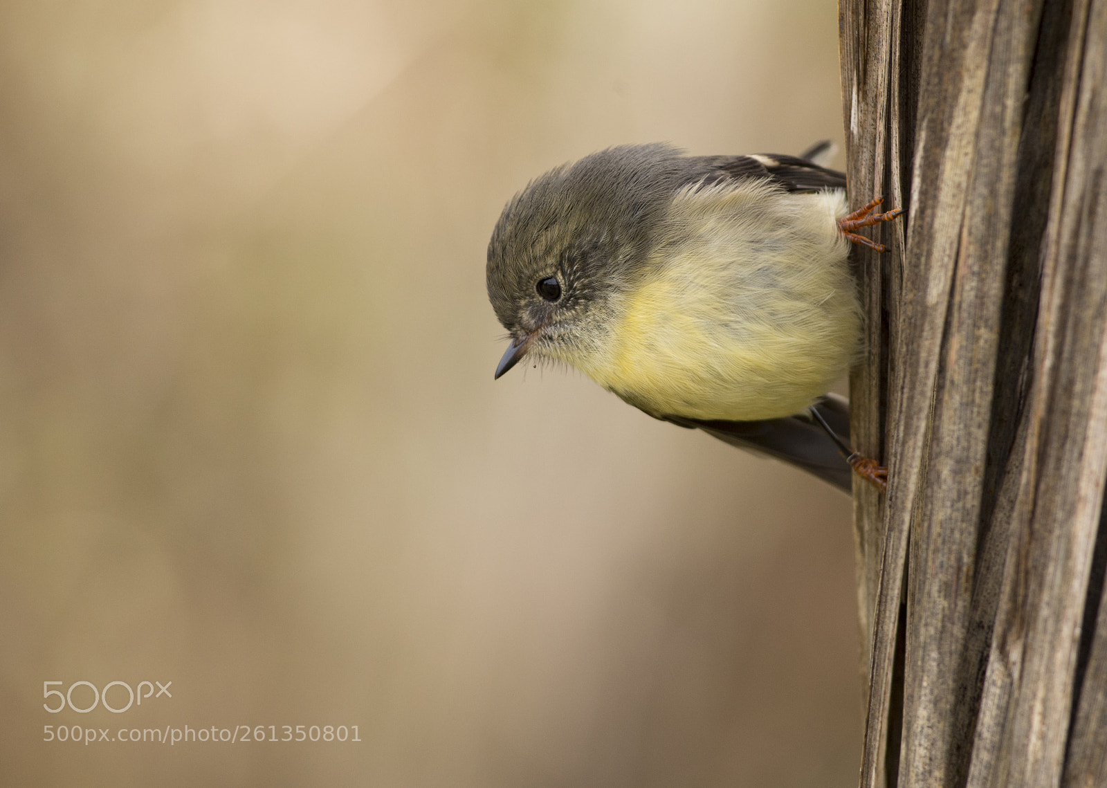 Canon EOS 6D sample photo. Perched nicely on cabbage photography