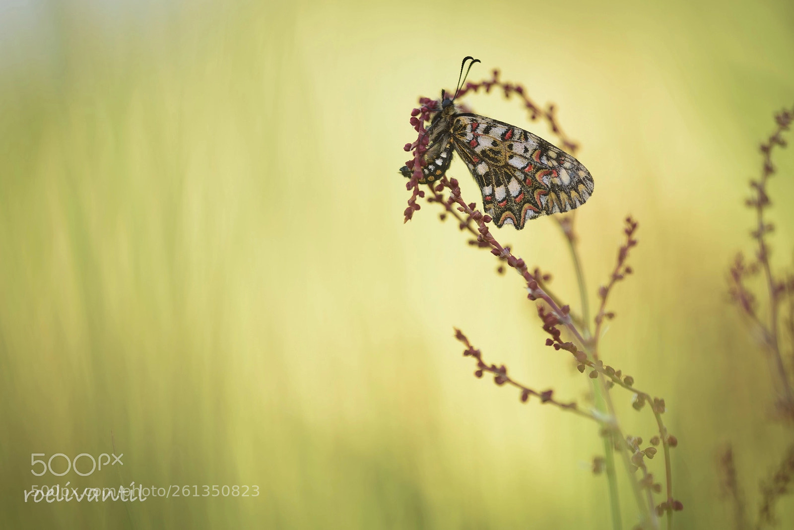 Nikon D750 sample photo. Spanish festoon photography