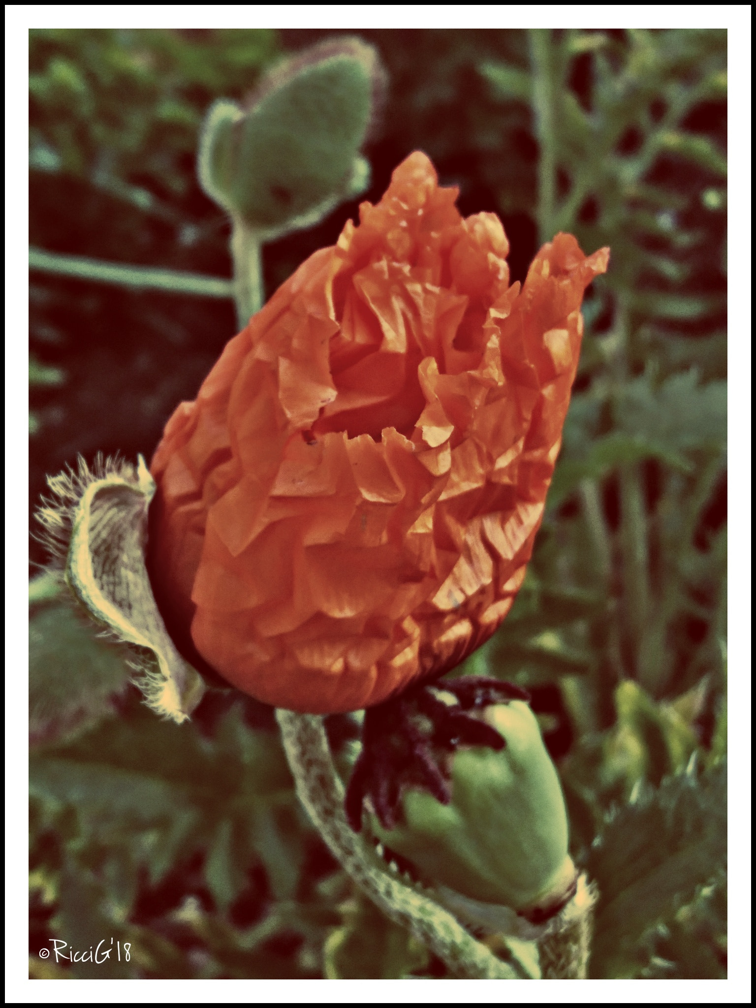 Sony Xperia X sample photo. Knitterlook photography