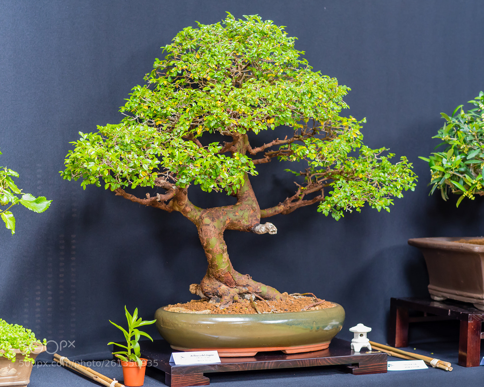 Nikon D750 sample photo. Bonsai, chinese elm on photography