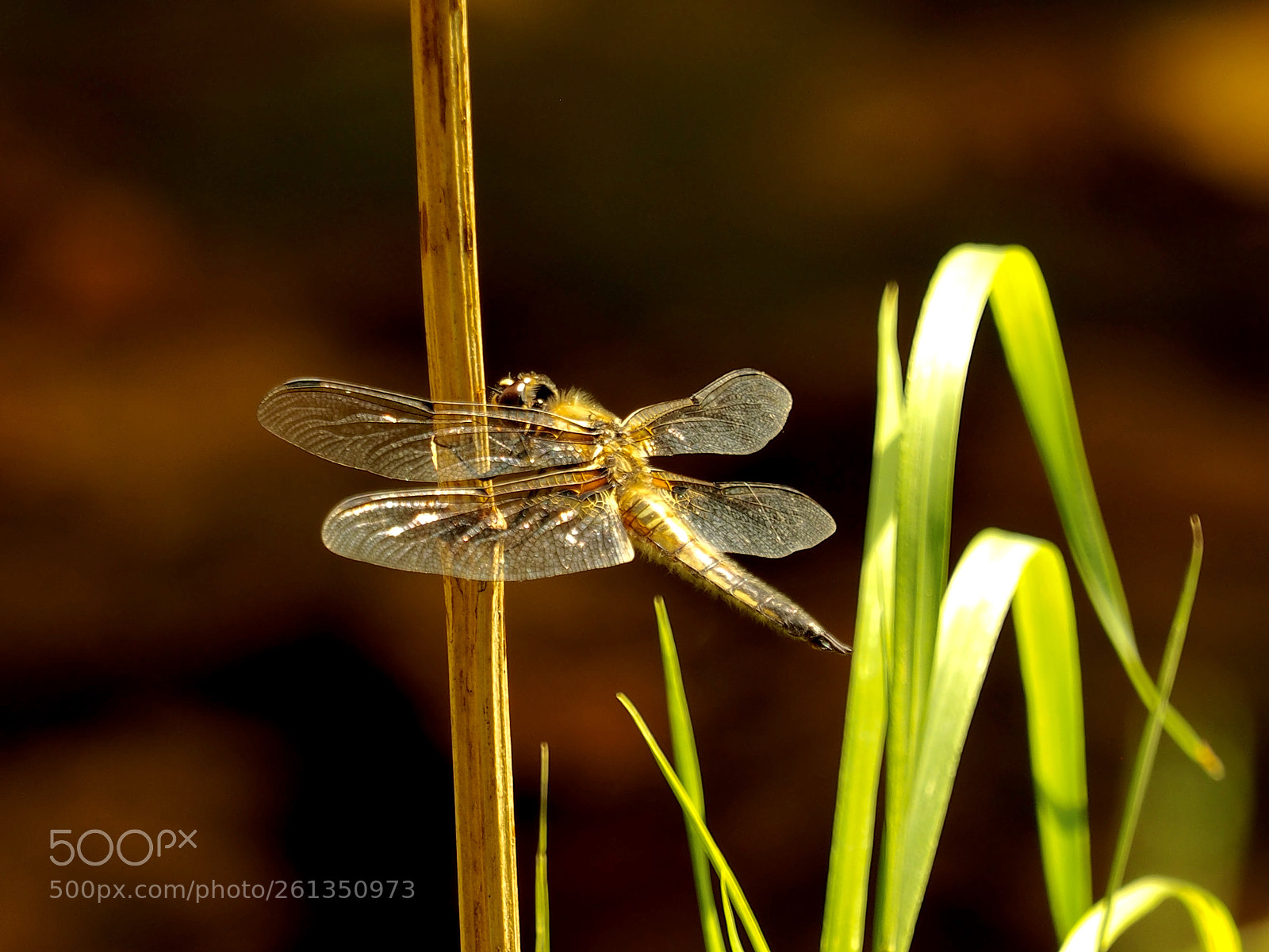 Olympus OM-D E-M1 sample photo. Dragonfly . photography