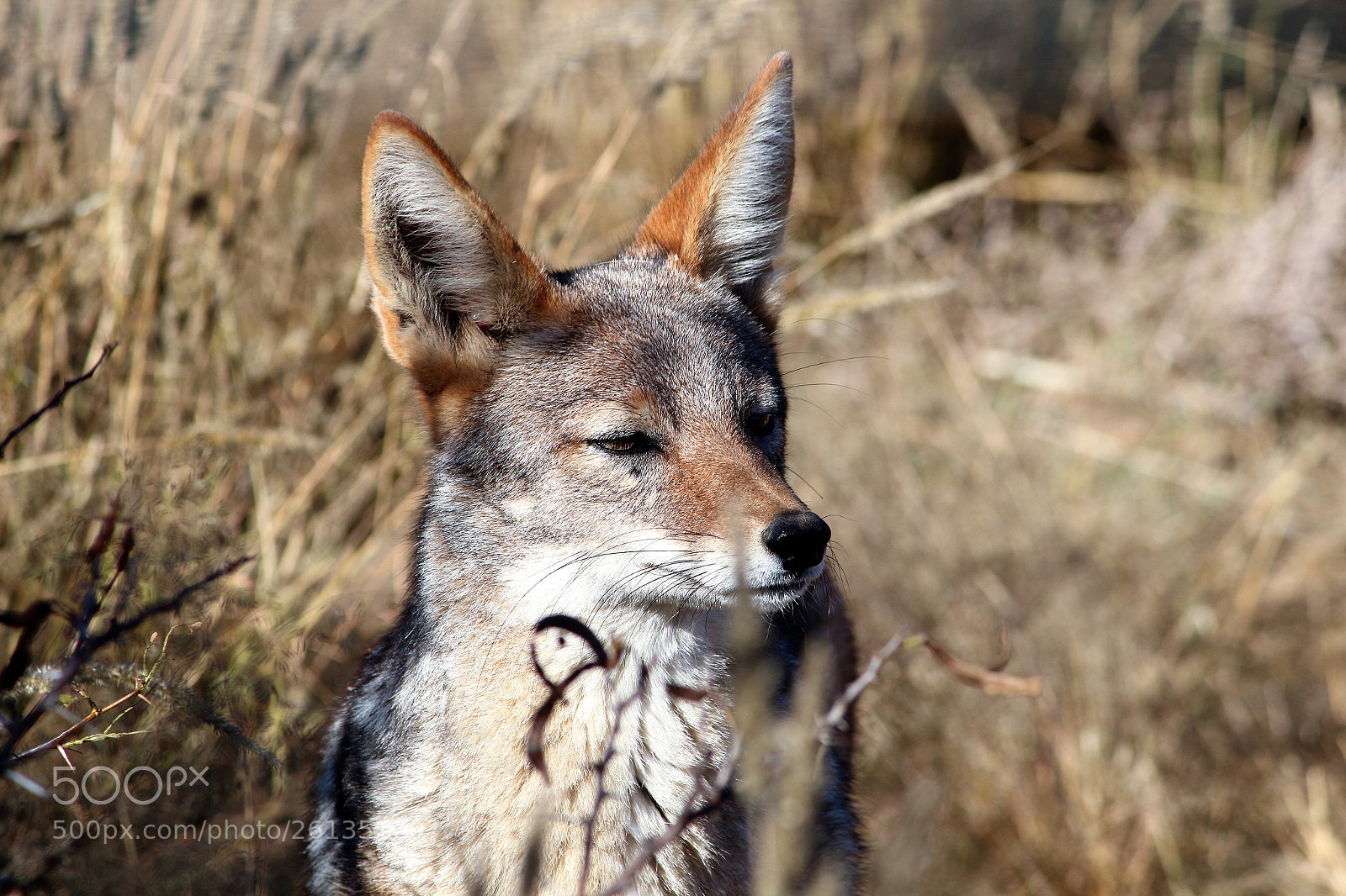 Canon EOS 650D (EOS Rebel T4i / EOS Kiss X6i) sample photo. Fox photography
