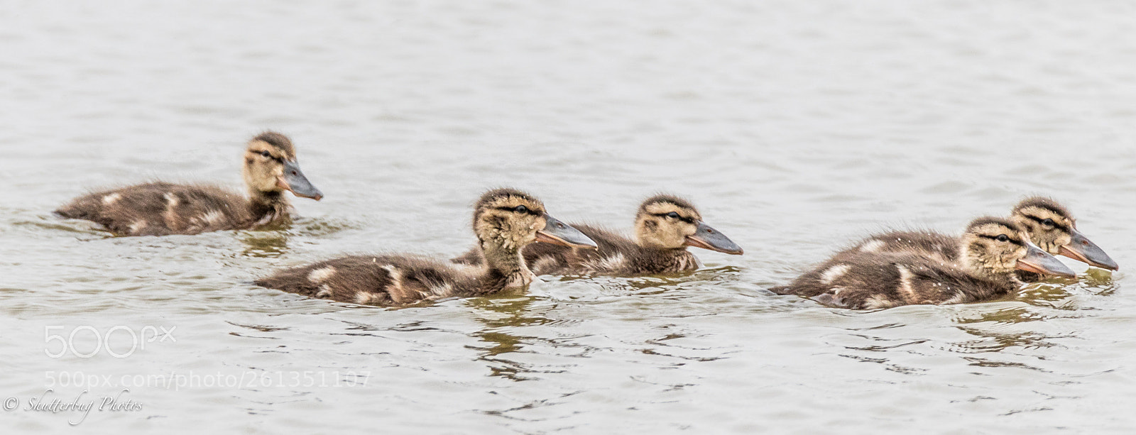 Canon EOS 80D sample photo. Shoveller ducklings photography