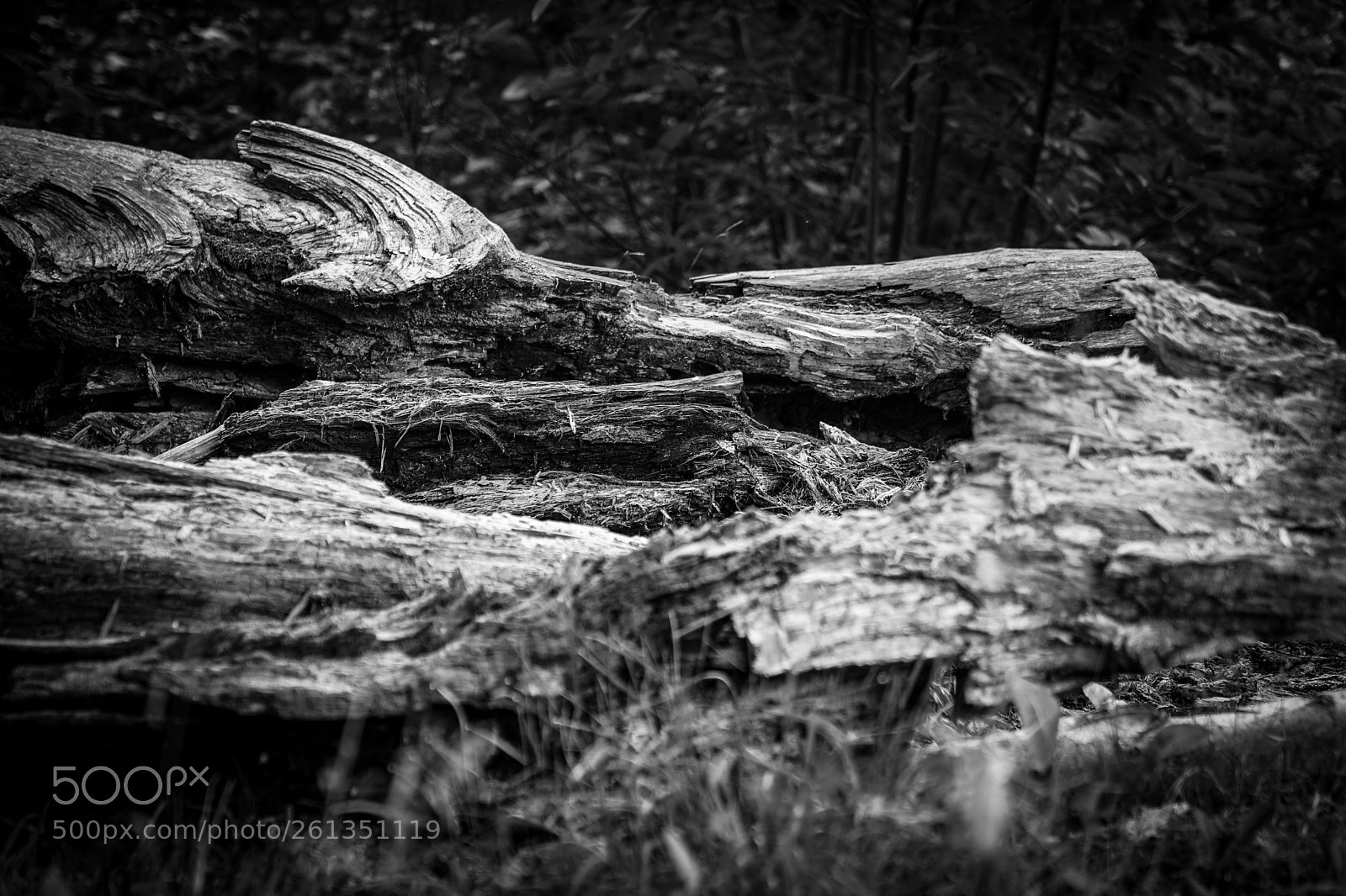 Sony a7 III sample photo. Wood forest photography
