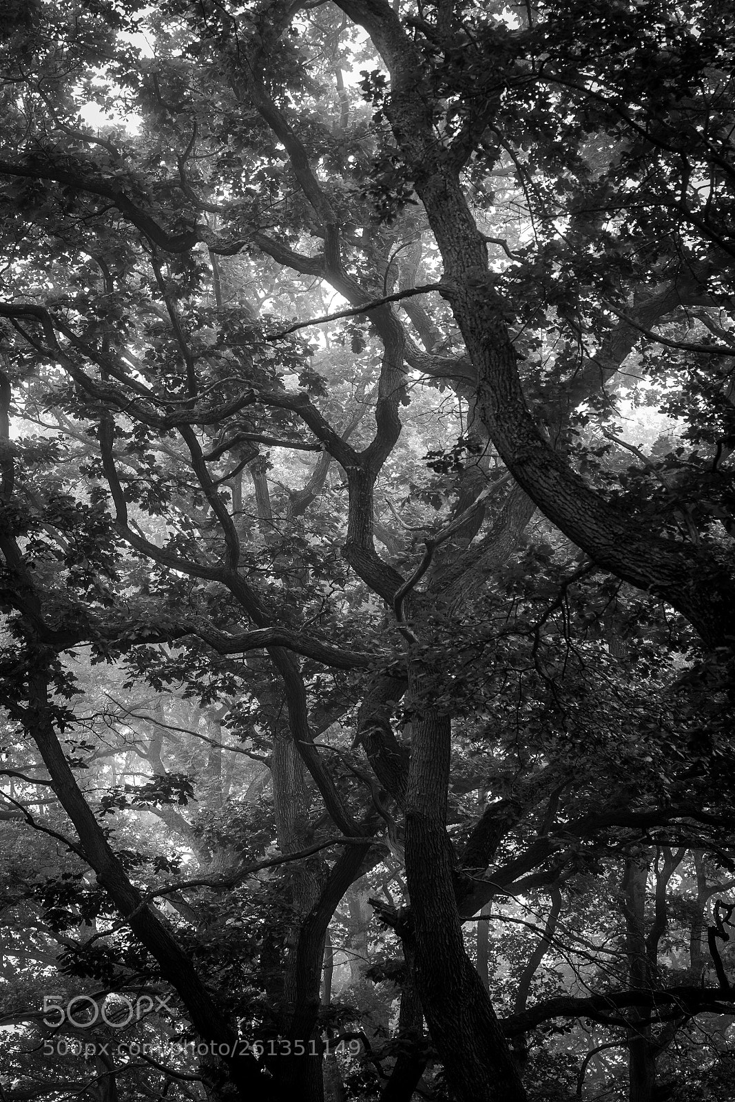 Sony a7 III sample photo. Spider tree photography