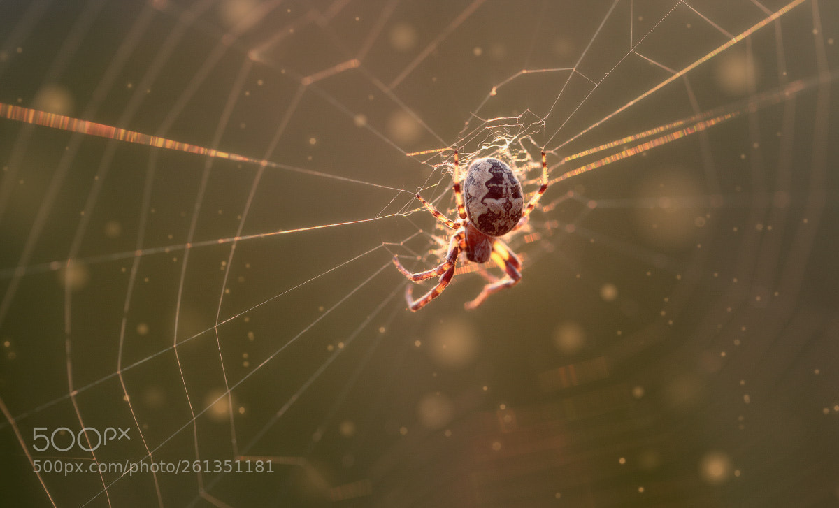 Canon EOS 6D sample photo. Spider photography
