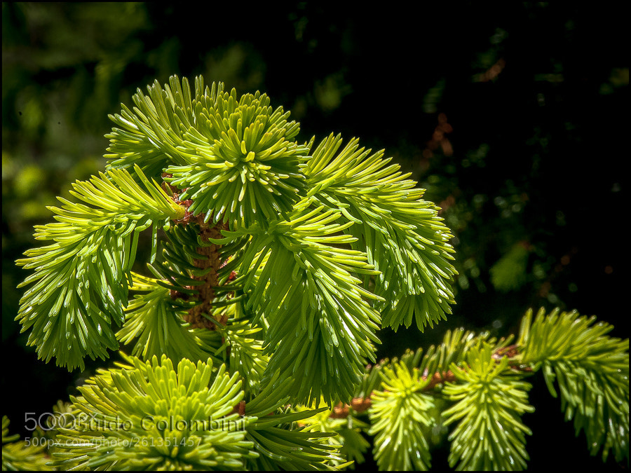 Nikon D700 sample photo. New blossom photography