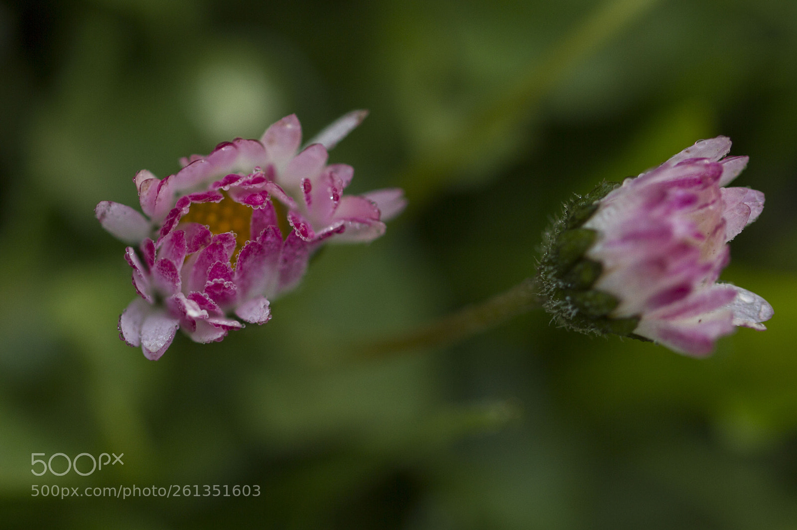 Canon EOS 7D sample photo. Wild strawberry 2 photography