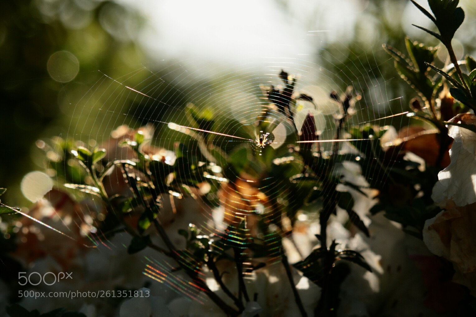 Canon EOS 70D sample photo. A spider shining in photography