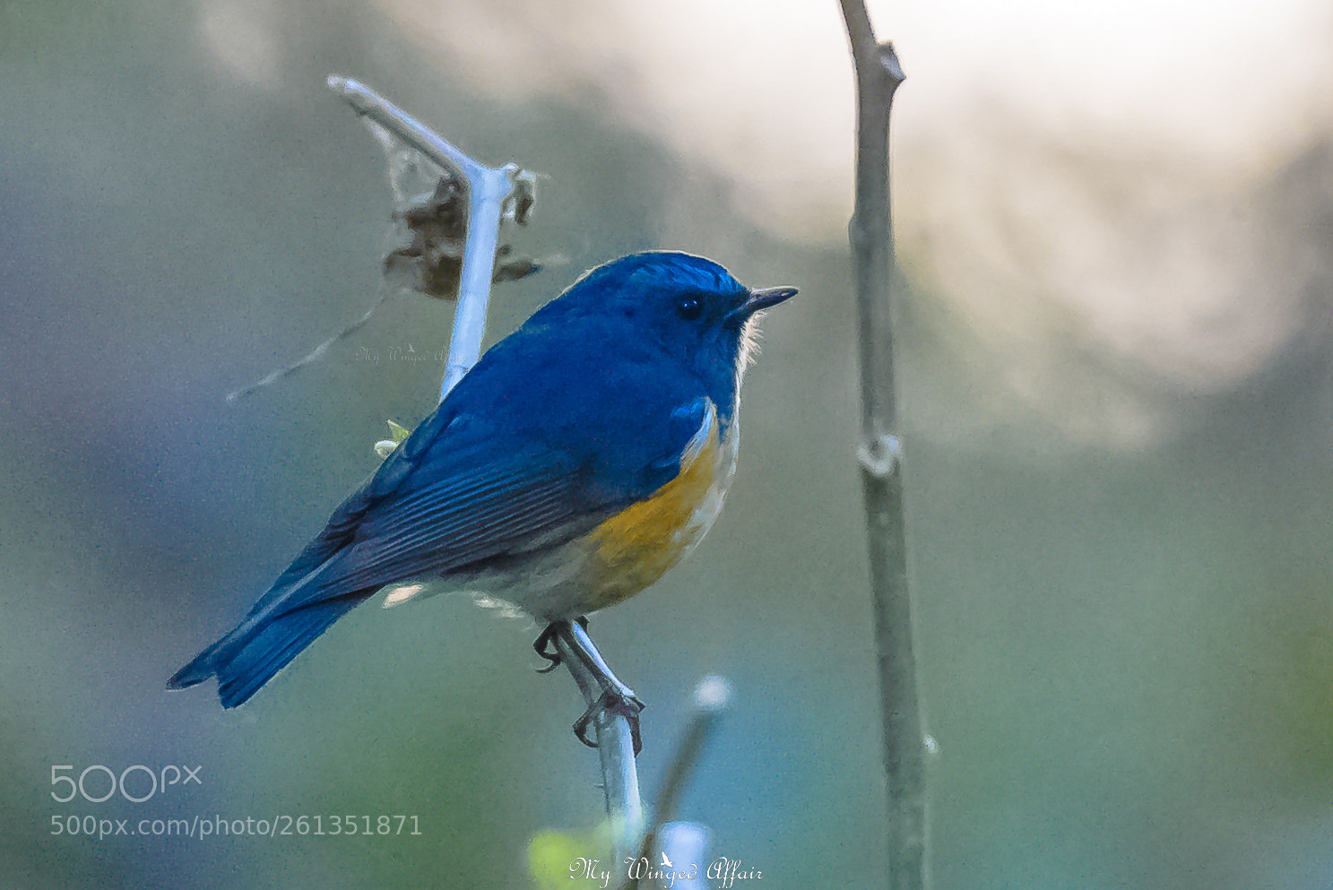 Nikon D610 sample photo. Blue throated blue flycatcher photography
