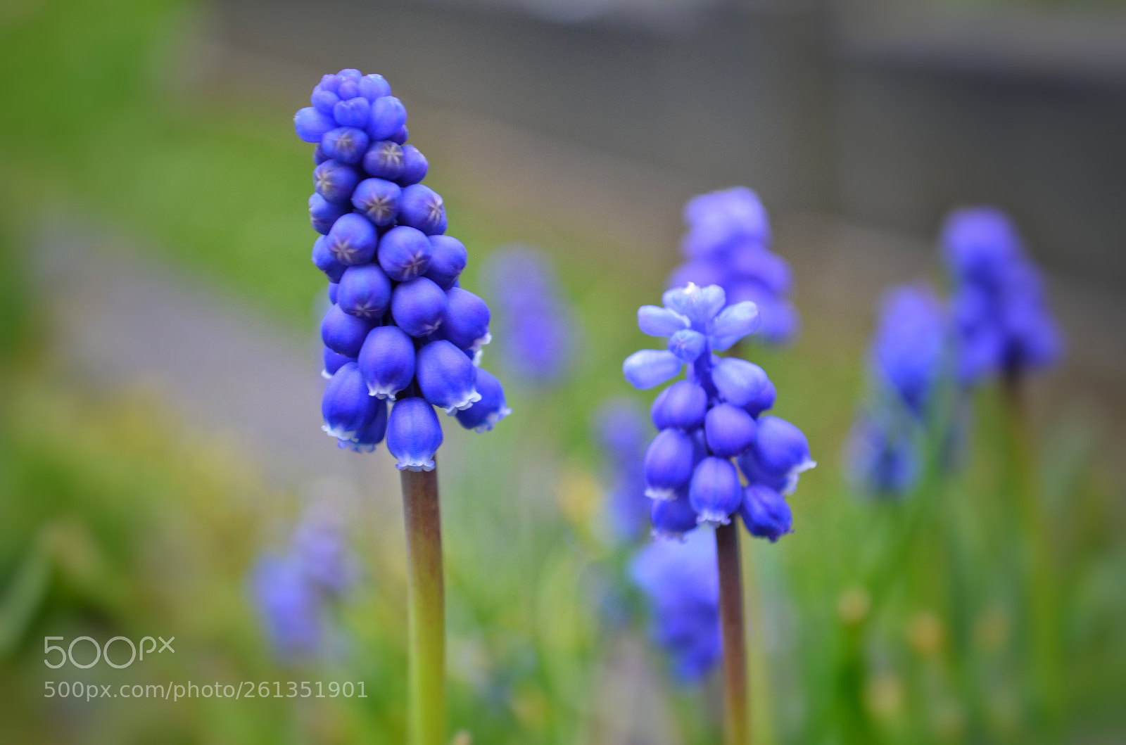 Nikon D5100 sample photo. Purple vibes through the photography
