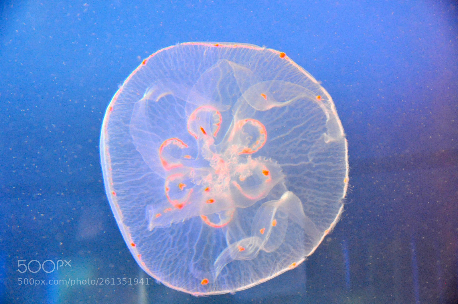 Nikon D5000 sample photo. Medusa photography