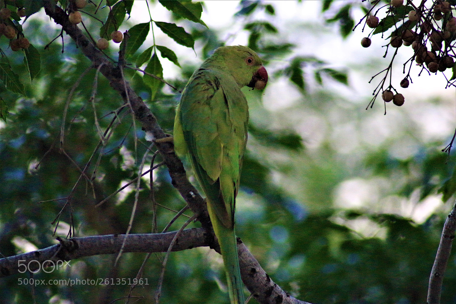 Canon EOS 700D (EOS Rebel T5i / EOS Kiss X7i) sample photo. Green one photography
