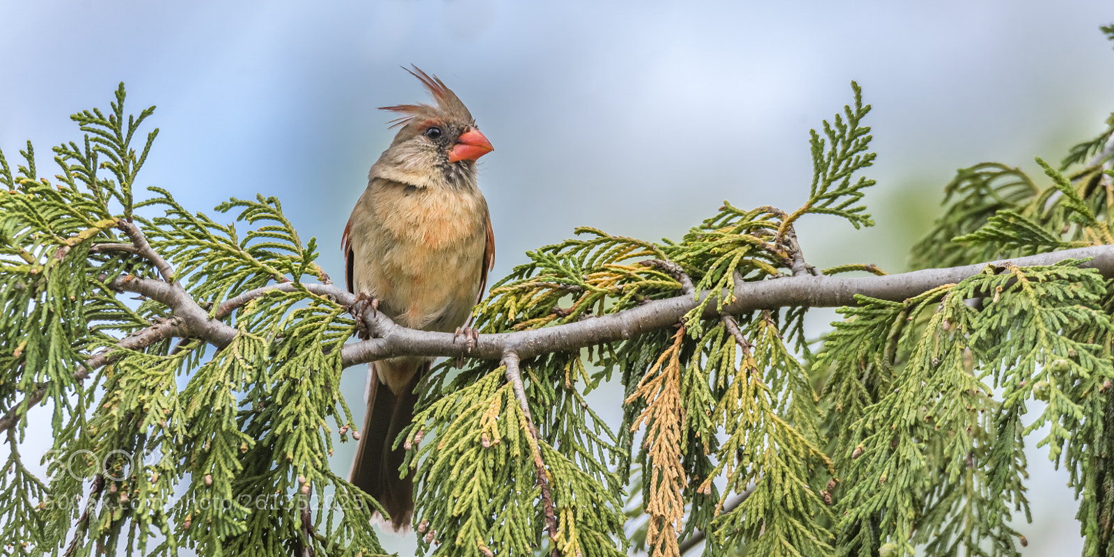 Nikon D810 sample photo. Female cardinal in spring photography
