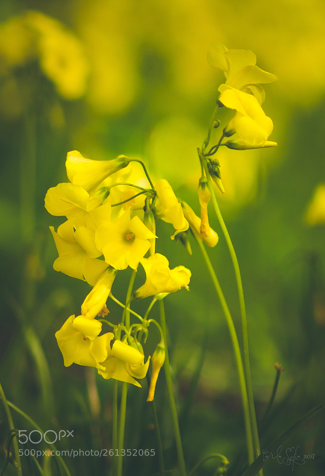 Canon EOS 1000D (EOS Digital Rebel XS / EOS Kiss F) sample photo. Wild flowers photography