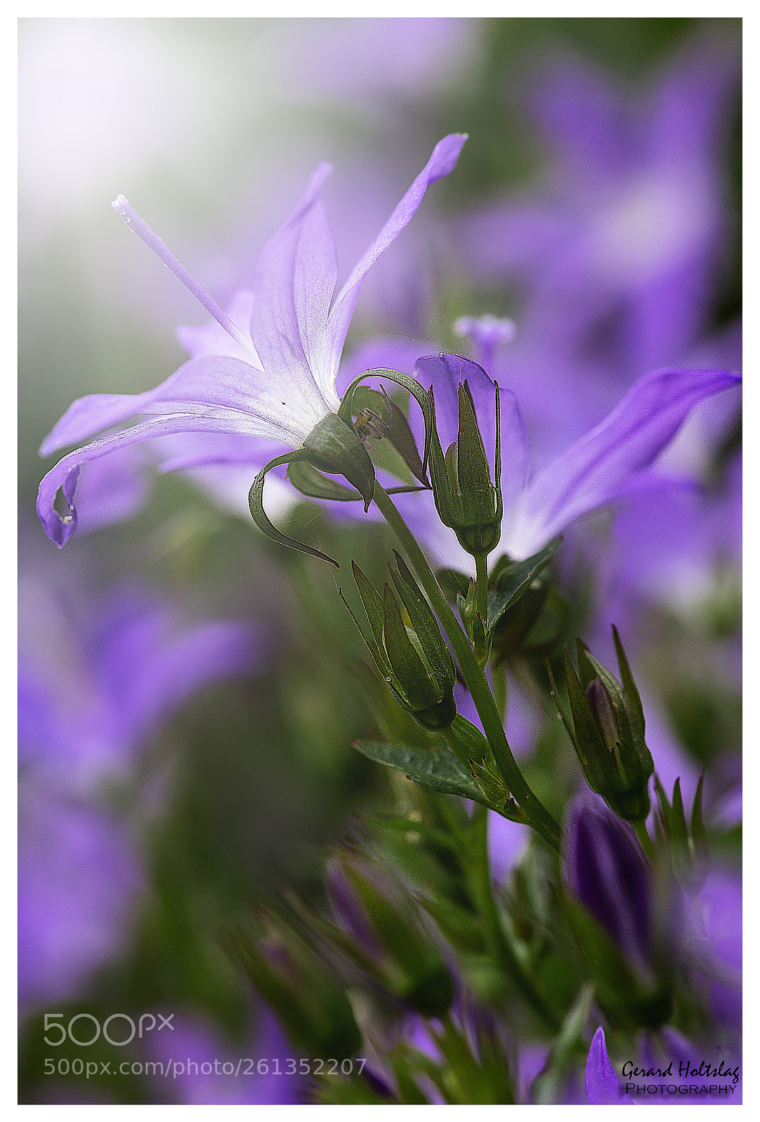 Canon EOS 6D sample photo. Campanula portenschlagiana photography
