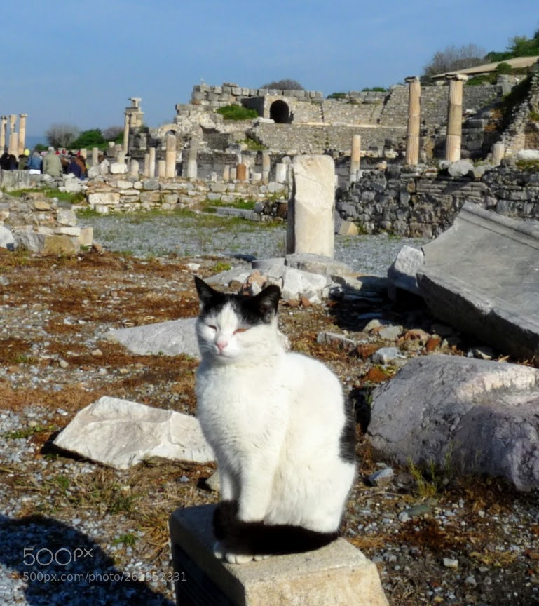 Panasonic Lumix DMC-FZ28 sample photo. Holy cat of ephesos photography