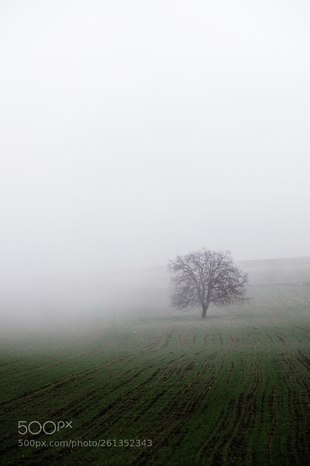 Fujifilm X-T1 sample photo. The fog photography