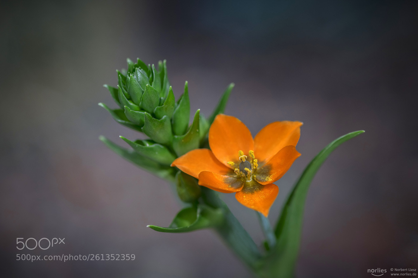 Nikon D850 sample photo. Orange photography