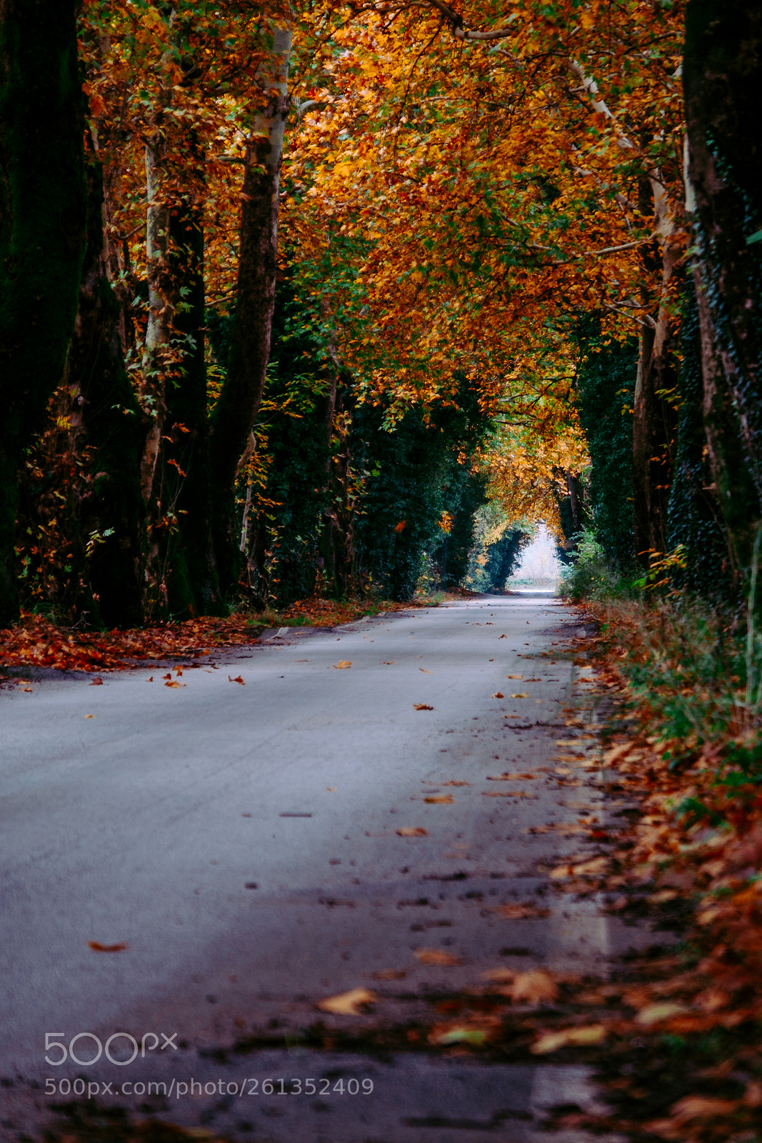 Fujifilm X-T1 sample photo. The tree tunnel photography