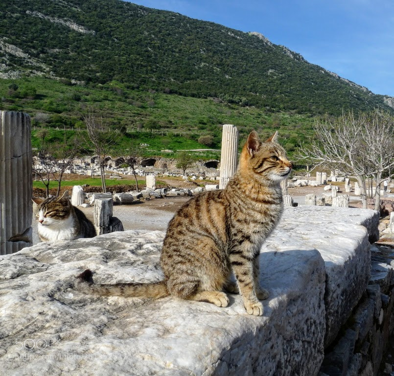 Panasonic Lumix DMC-FZ28 sample photo. Guardian cats of ephesos photography