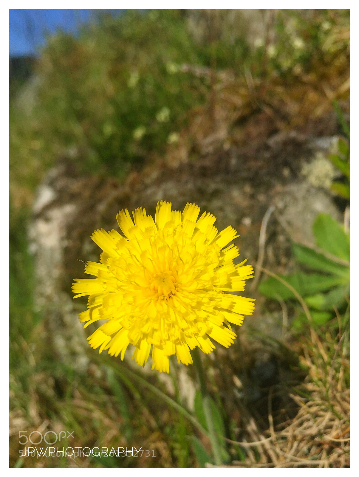 Apple iPhone 6 sample photo. Wild flower photography