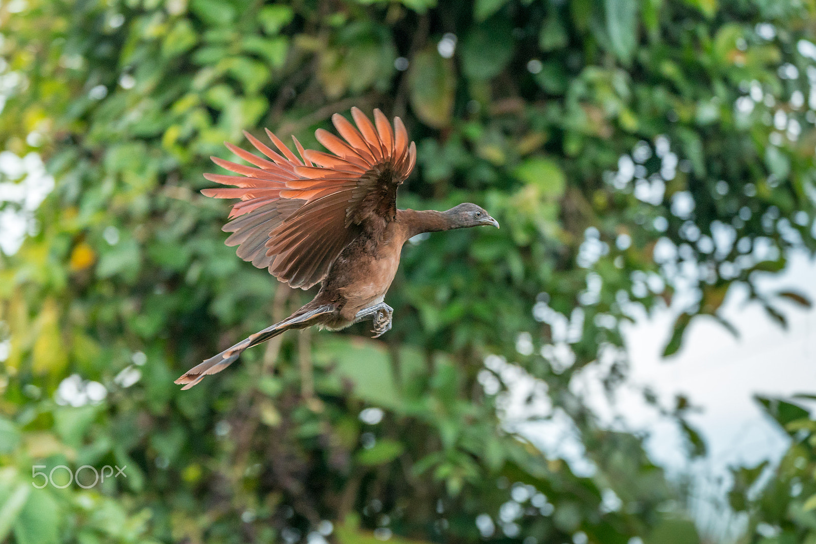 Sony a9 sample photo. A landing chachalaca photography