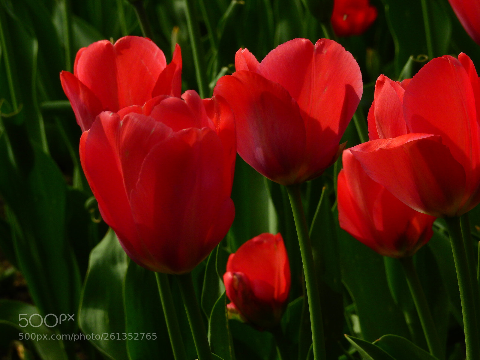 Nikon Coolpix P900 sample photo. Spring tulips photography
