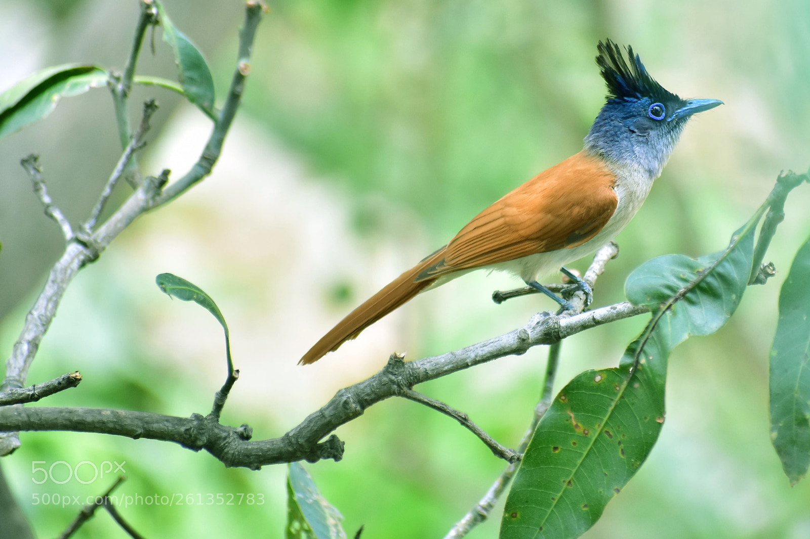 Nikon D7200 sample photo. Bird photography