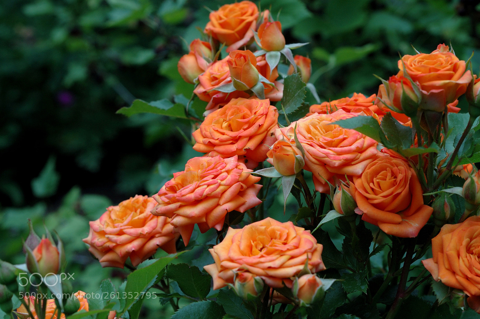 Nikon D70s sample photo. Rose bush photography