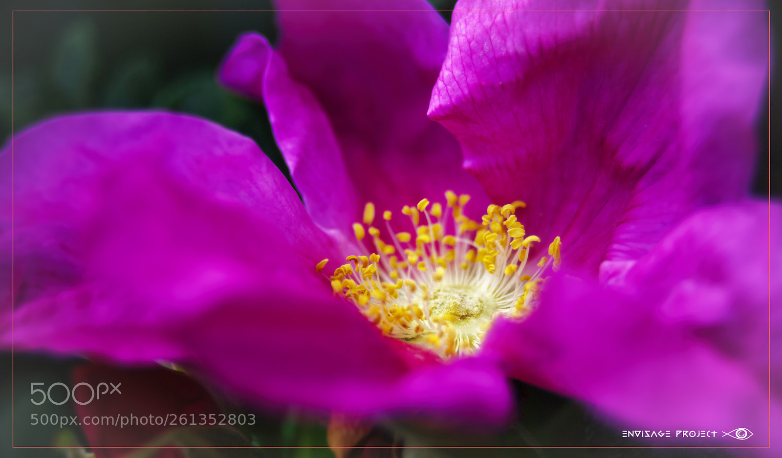 Sony a7R sample photo. Abstract parchment flower photography