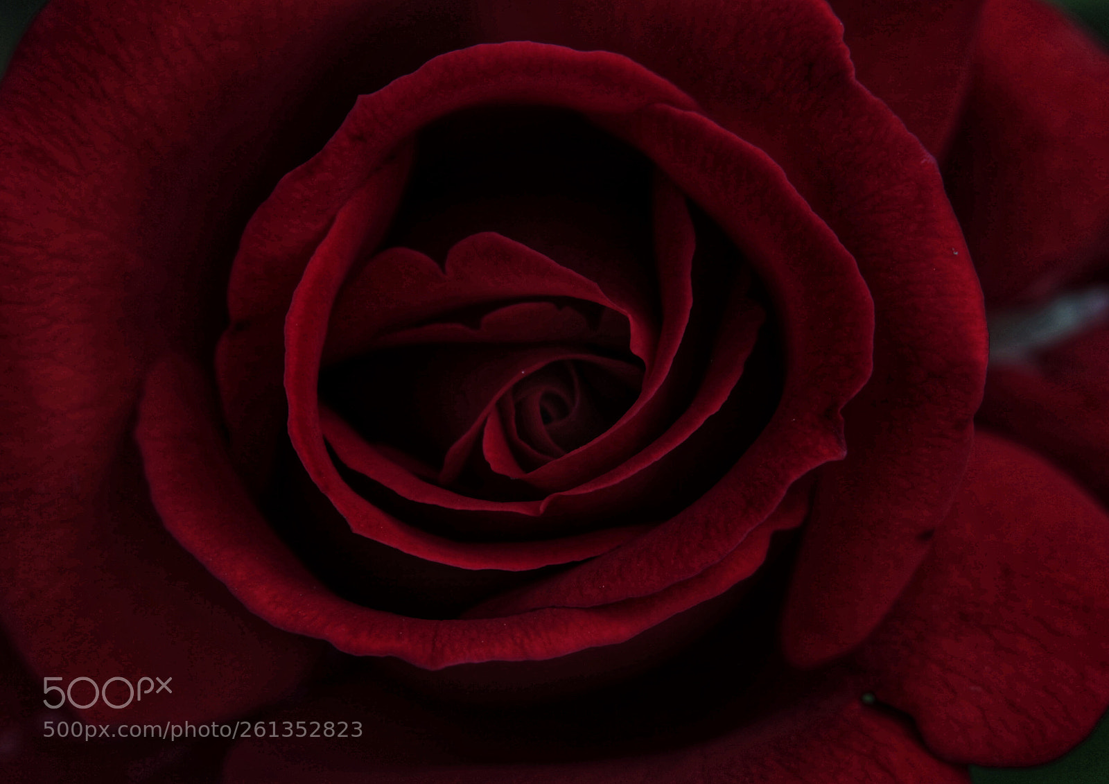 Canon EOS 5D Mark II sample photo. 花蕊 photography