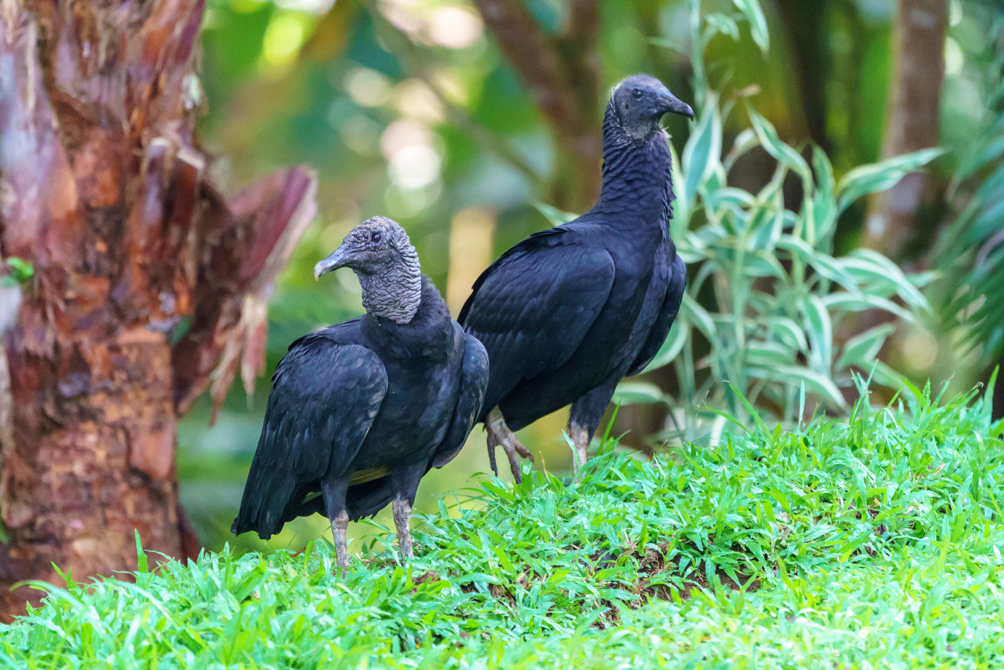 Sony a9 sample photo. Two black vultures on the ground photography
