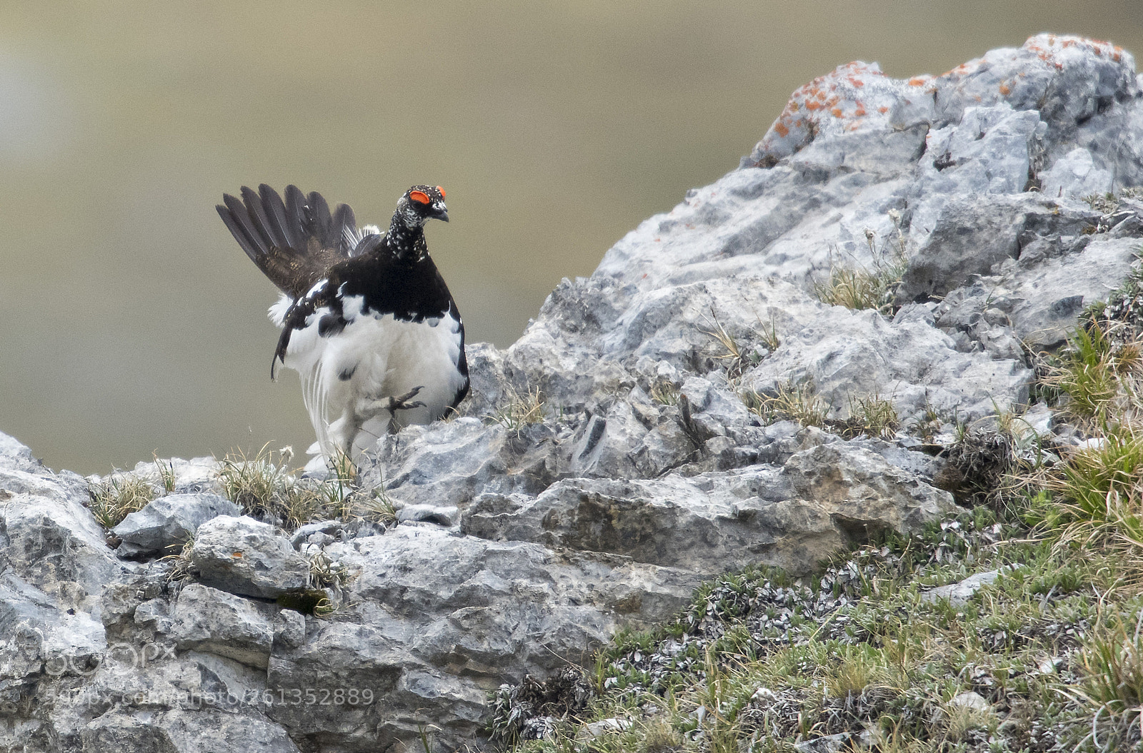Nikon D850 sample photo. White ptarmigan - june photography