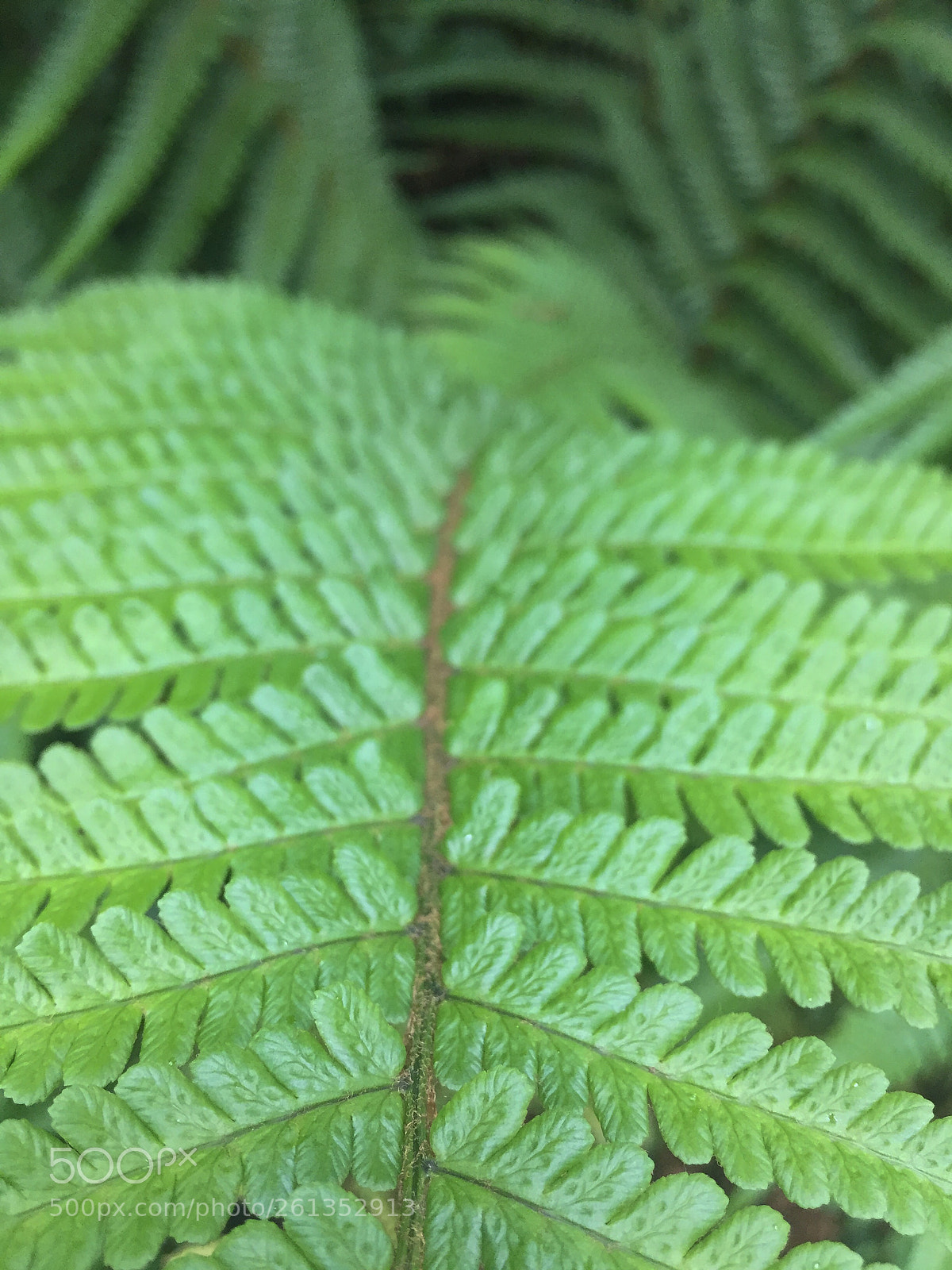 Apple iPhone 6 sample photo. Wild plant : fern photography