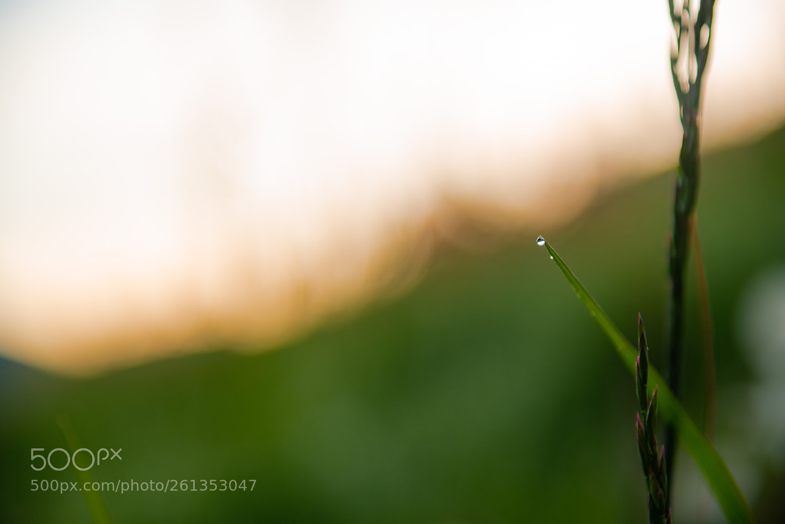 Nikon D750 sample photo. 朝露 photography