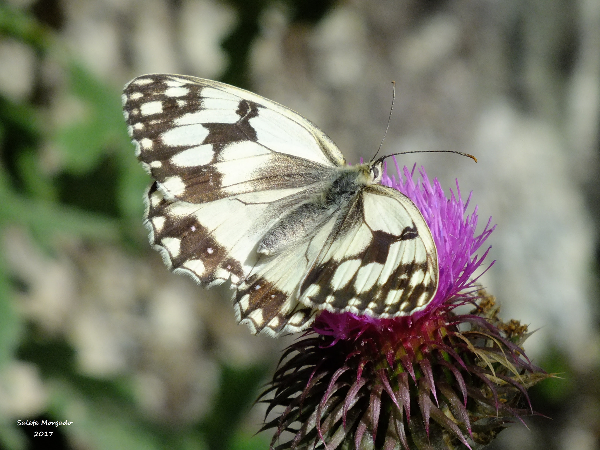 Fujifilm FinePix HS30EXR sample photo. Melanargia lachesis photography