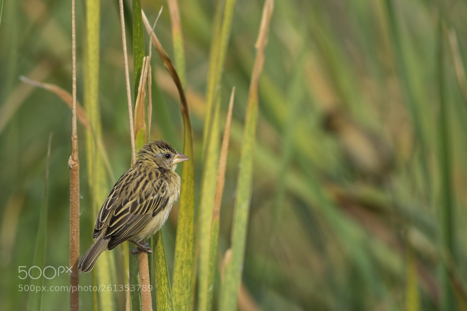 Nikon D7200 sample photo. Baya weaver perched on photography