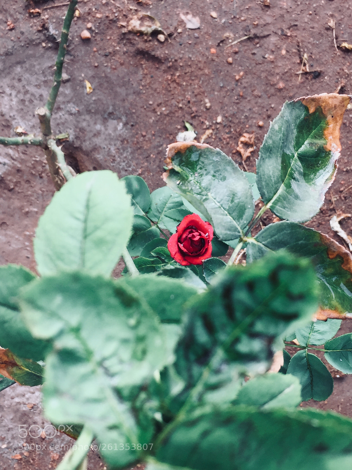 Apple iPhone 6 sample photo. Red
 photography