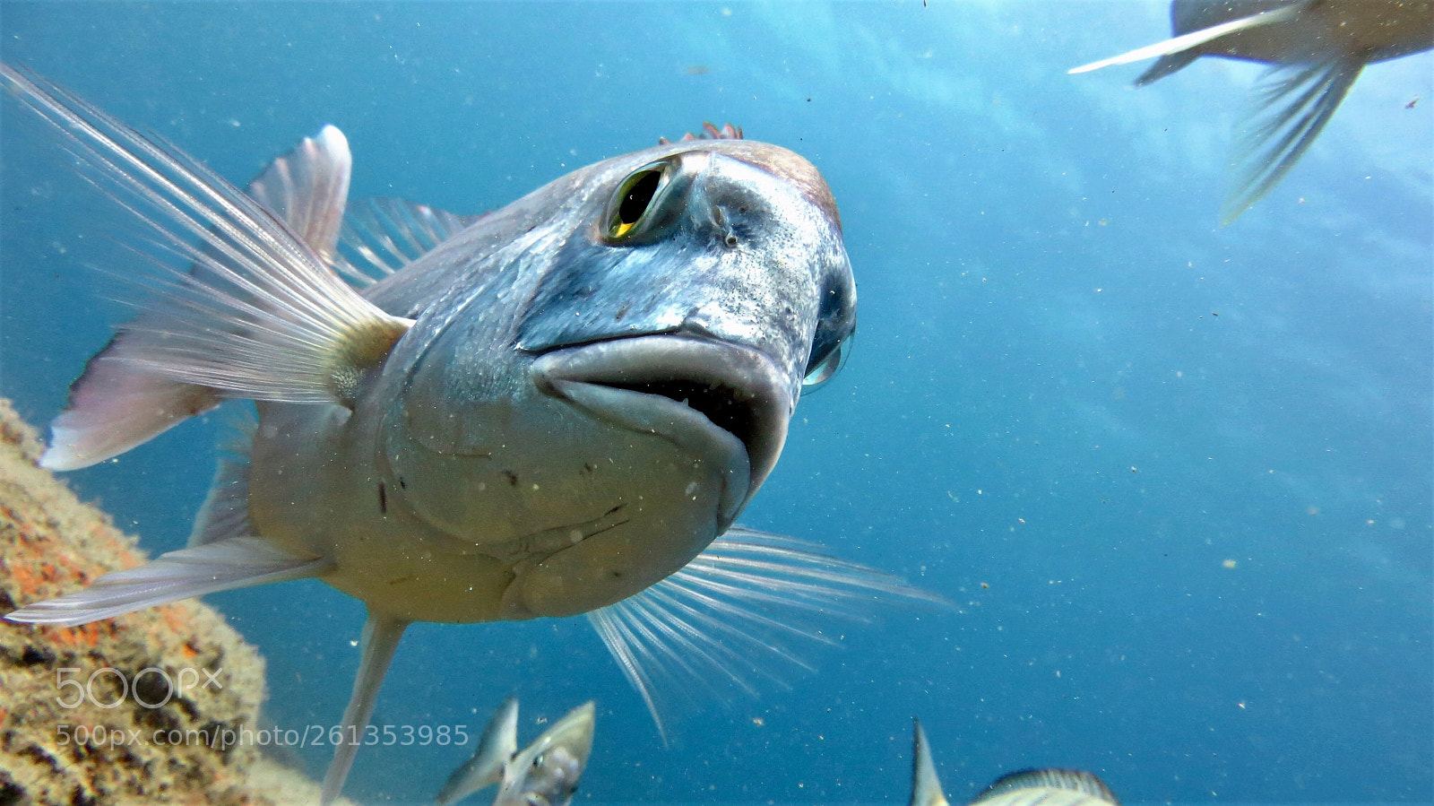 Canon PowerShot SX260 HS sample photo. Underwater photography