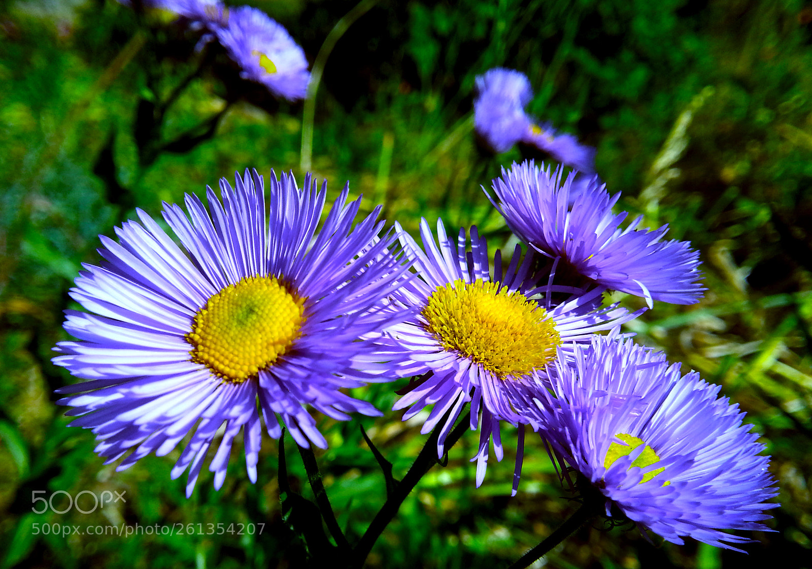 Samsung Galaxy Note2 sample photo. Flower photography